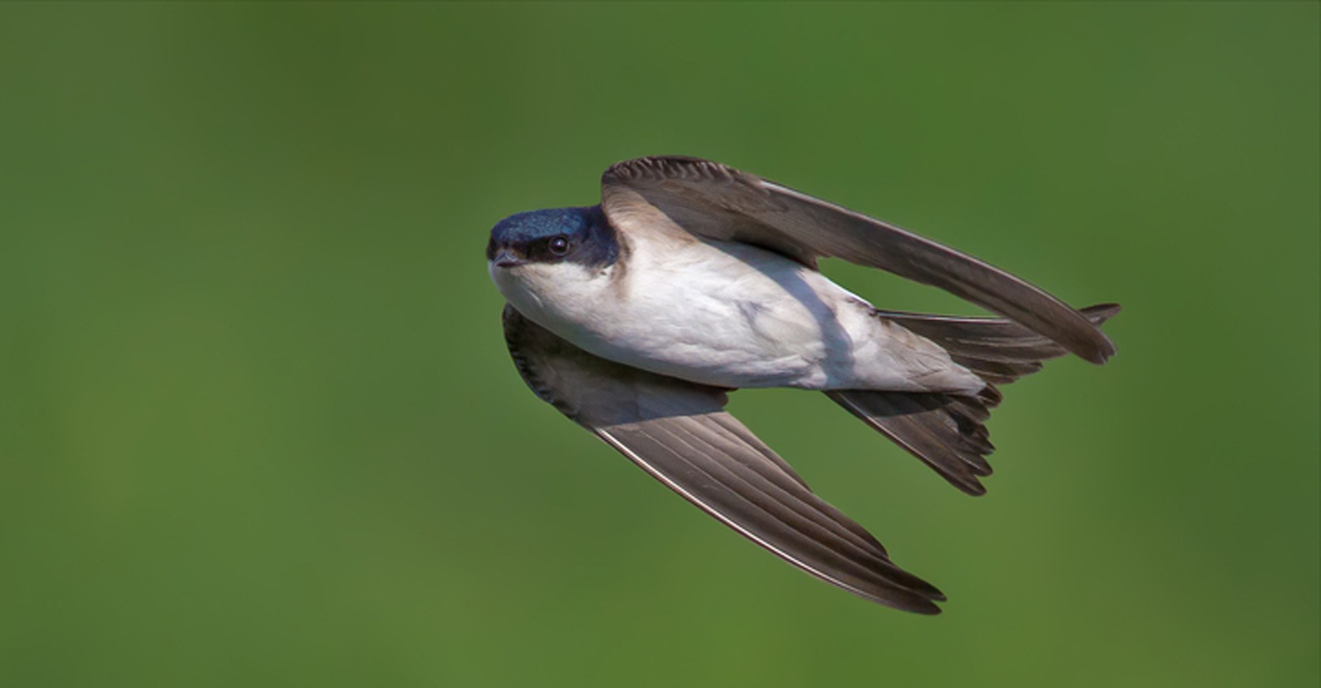 Ergebnisse der Schwalbenzählungen