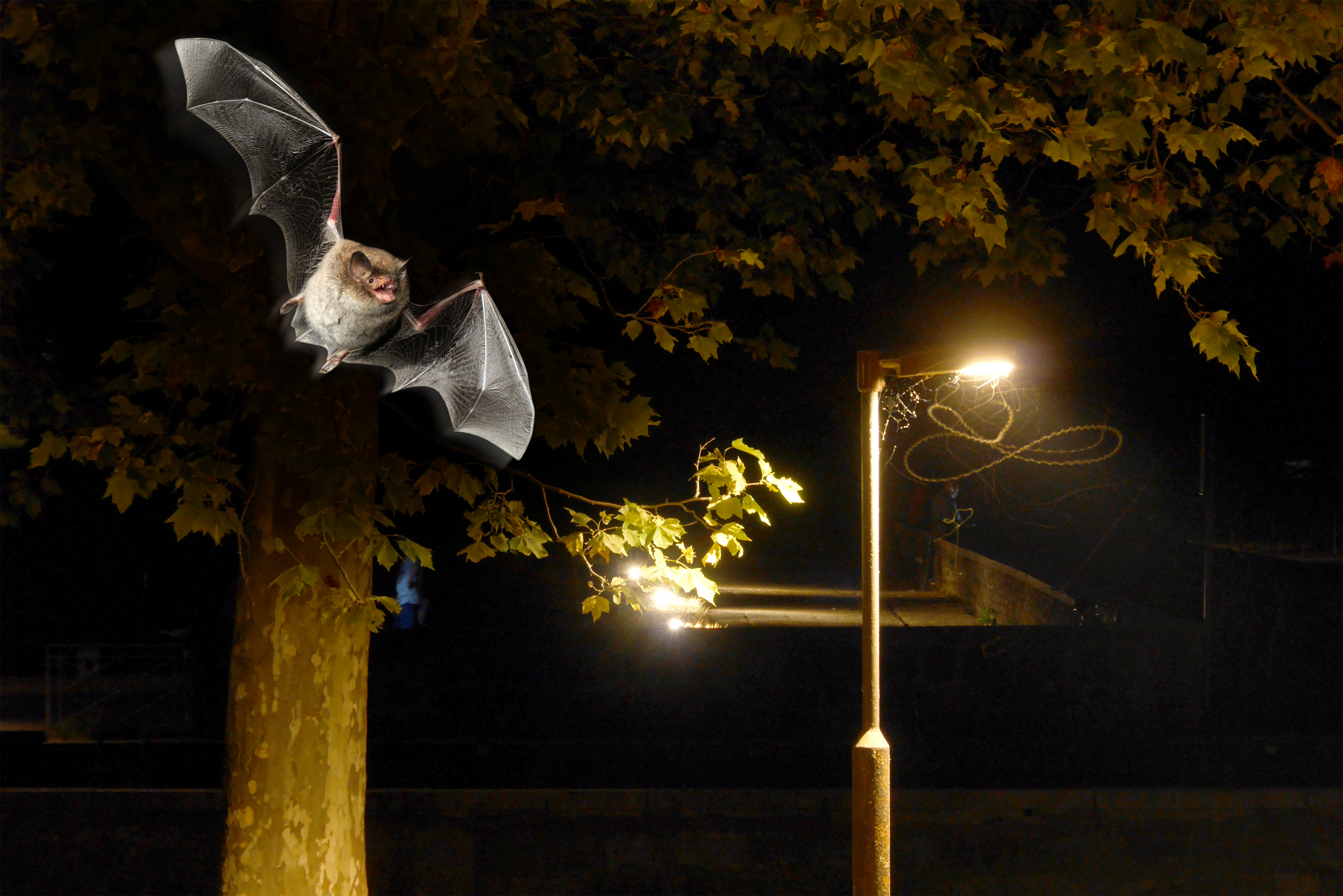 La nuit des chauves-souris – 28 août