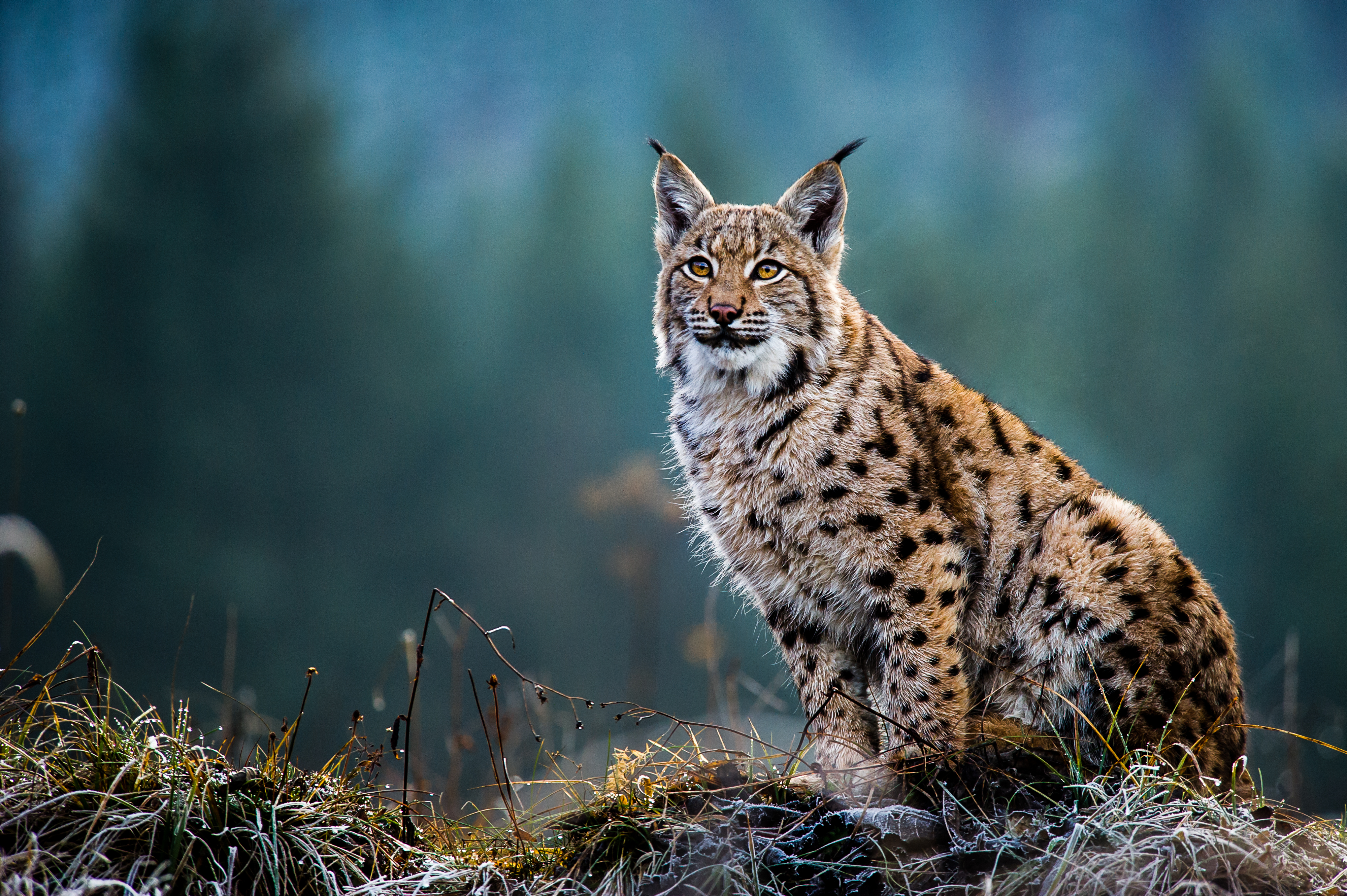 Le lynx boréal : Le maître de l'affût