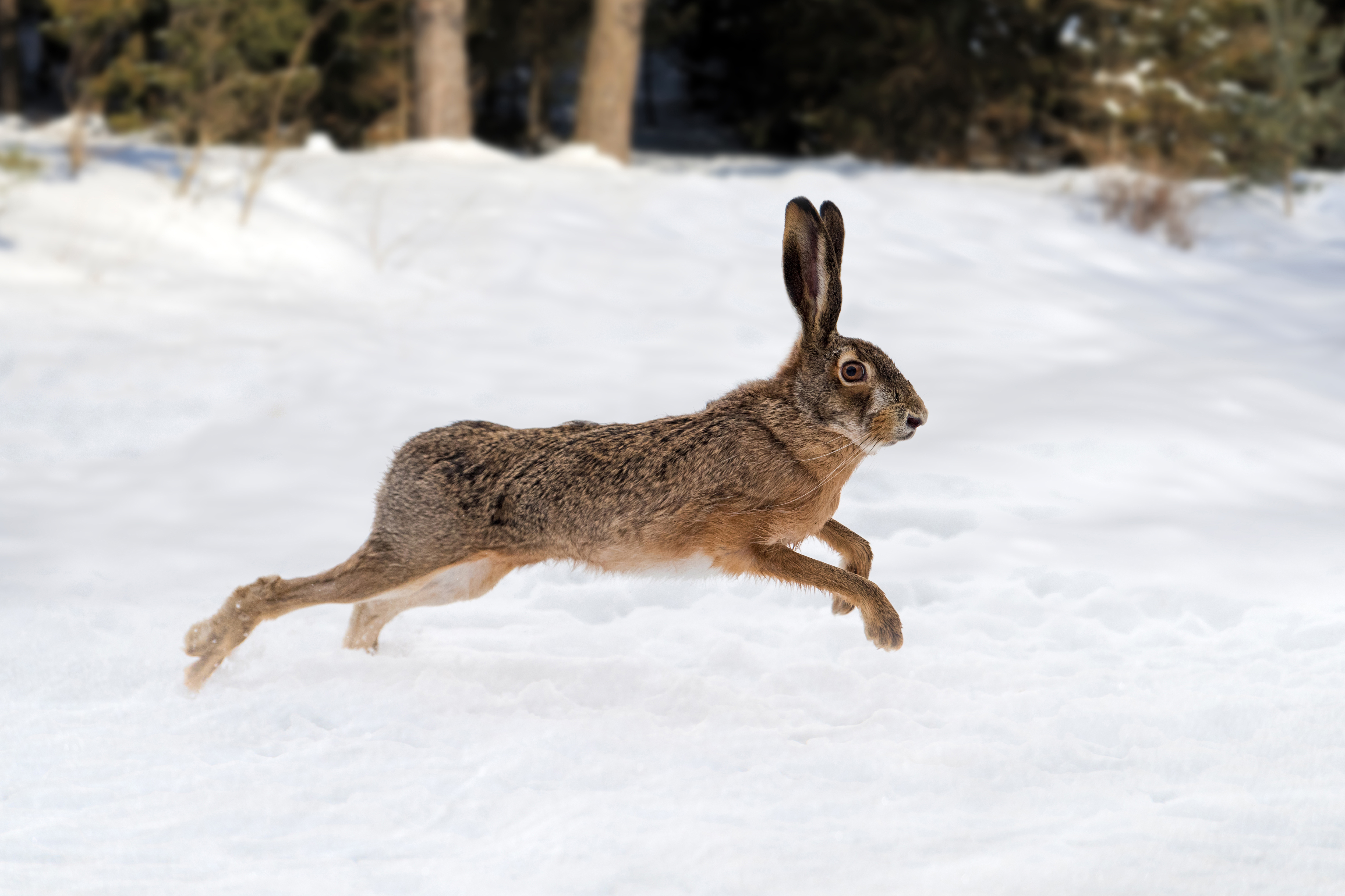 Le lièvre brun, sprinteur des prairies