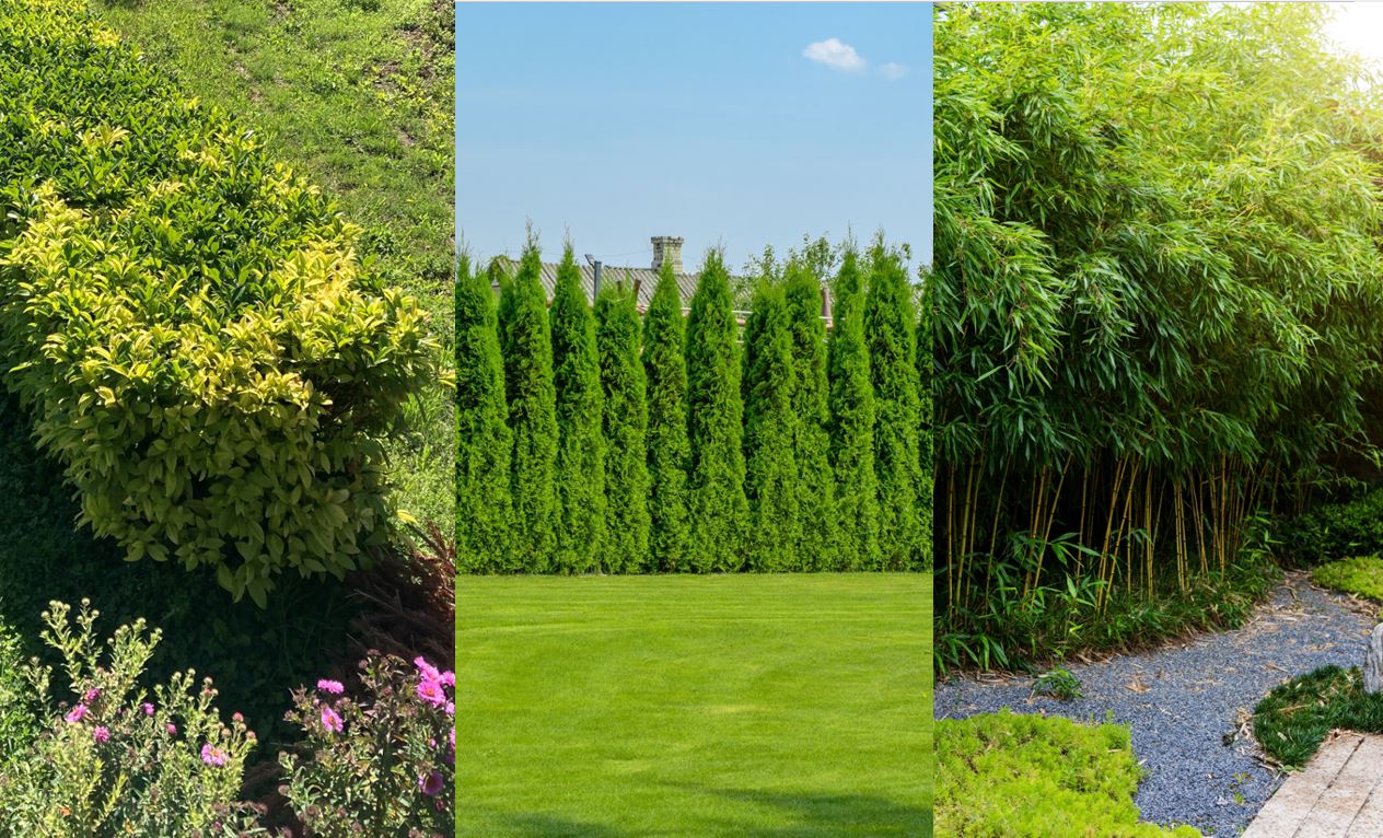 Aufruf zum Ersatz von Hecken in Leubringen-Magglingen